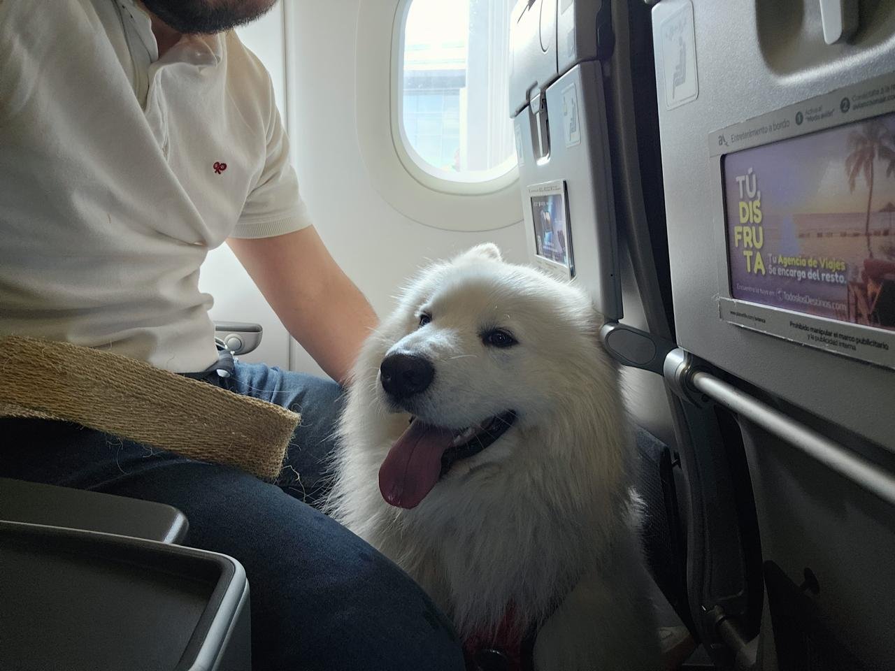 Reencuentro entre una persona y su perro
